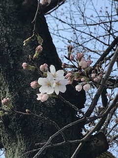 桜